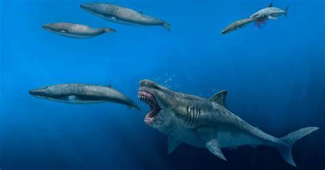 megalodon y leviatan|La extinción del megalodón cambió para siempre los .